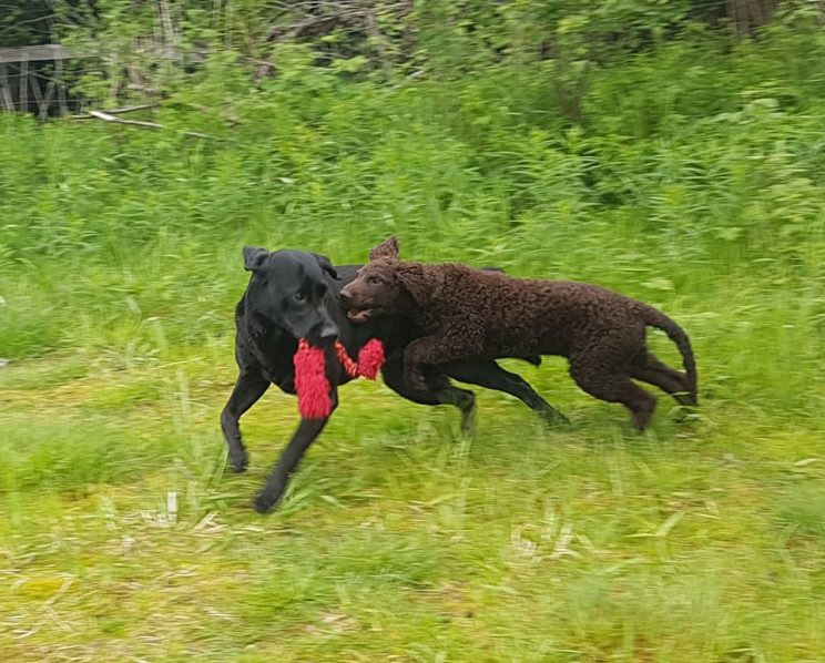 Curlygames Heti i full lek med en svart labrador