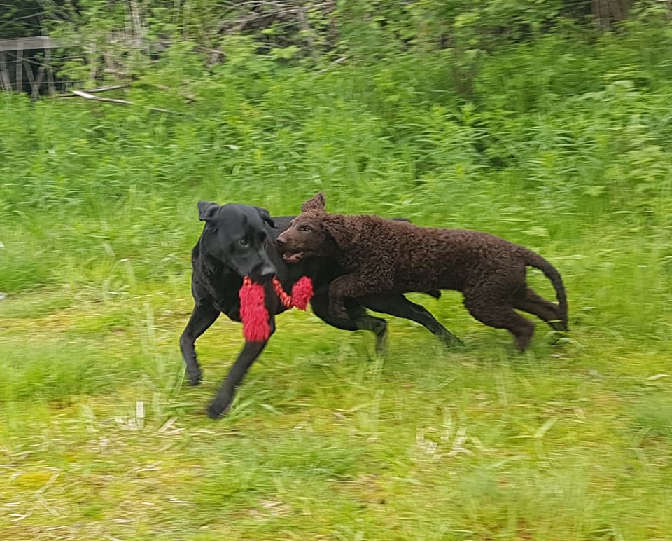 Heti og Tinka leker Curlygames Heti - Heti