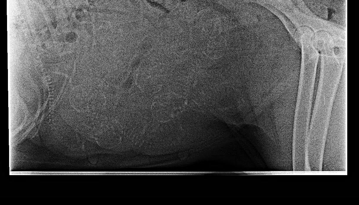 Røntgenbilde av valpene