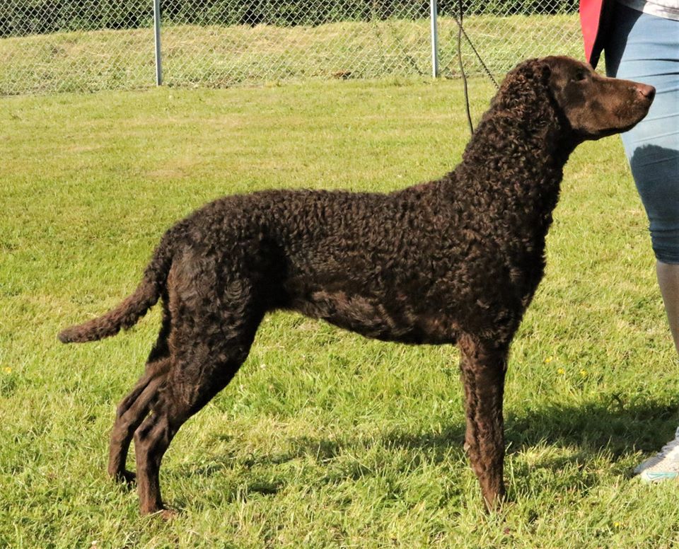 Mira står pentm en brun Curly coated retriever.