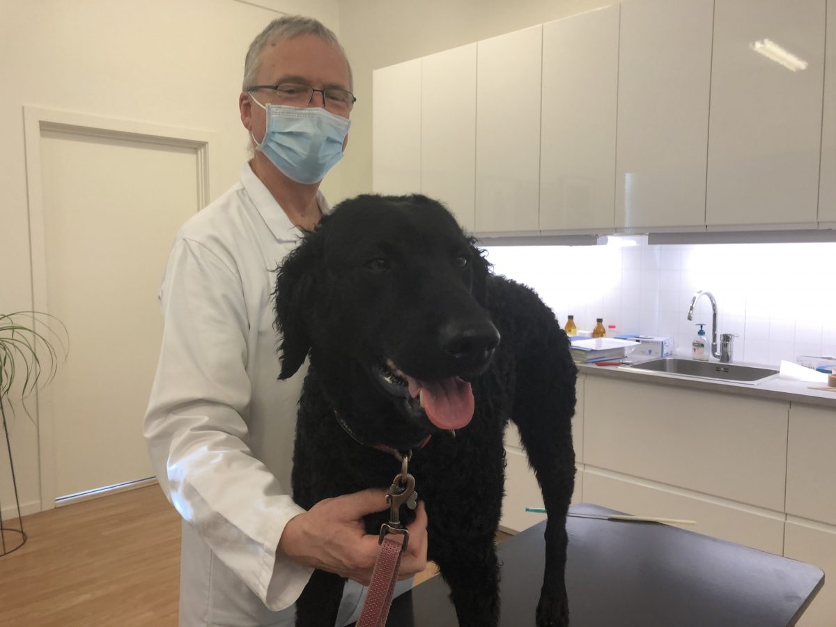 Bilde av Bella hos veterinær Thomassen