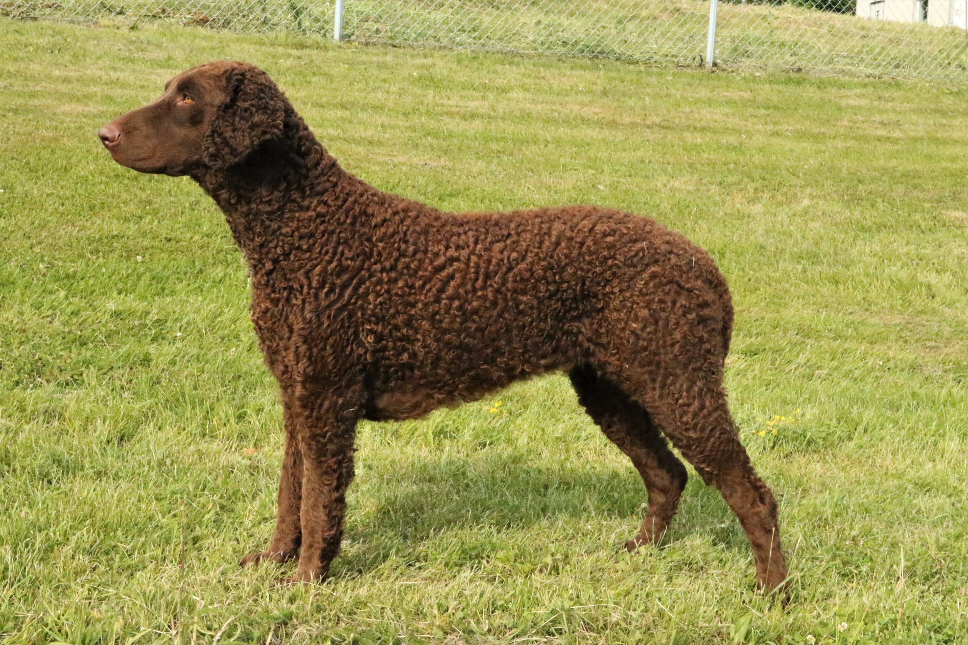 Kawaia curlytreff 2020 JST Curlygames Snøhetta - Kawaia