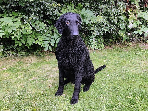 Zarla sitter i hagen Curlygames Glittertind - Zarla